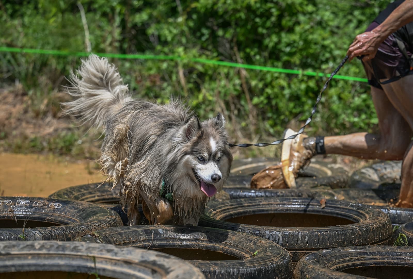 A husky crosses a tire obstacle on a leash during a muddy mud-run course, tongue out and tail up, its runner stepping through behind.